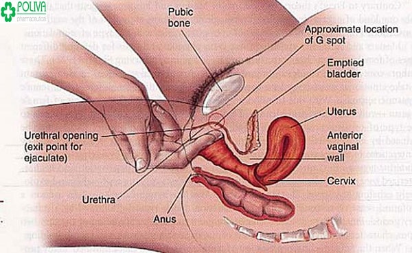 Kích thích điểm G cách quan hệ bằng tay giúp nàng lên đỉnh dễ dàng